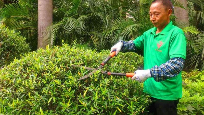 如何选择苗木种植公司？优质品种的甄别标准**