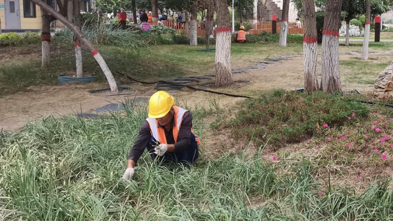 市政绿化大树全冠移栽，规格如何确定？**